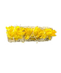 Sage with Yellow Flowers