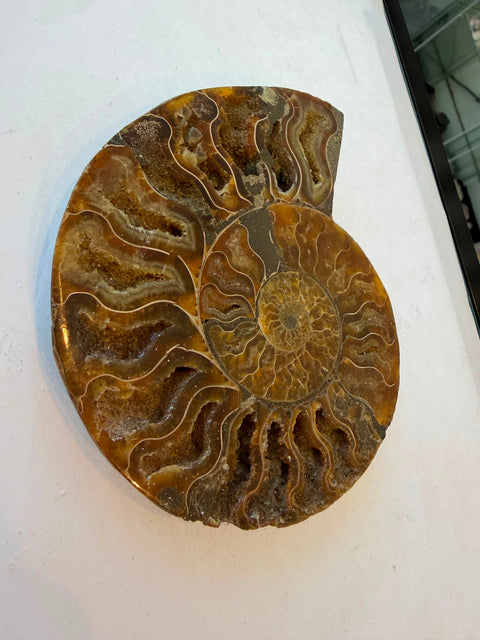 Genuine ammonite fossil half shell with crystal-lined chambers