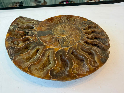 Polished ammonite fossil specimen showing chambered spiral detail